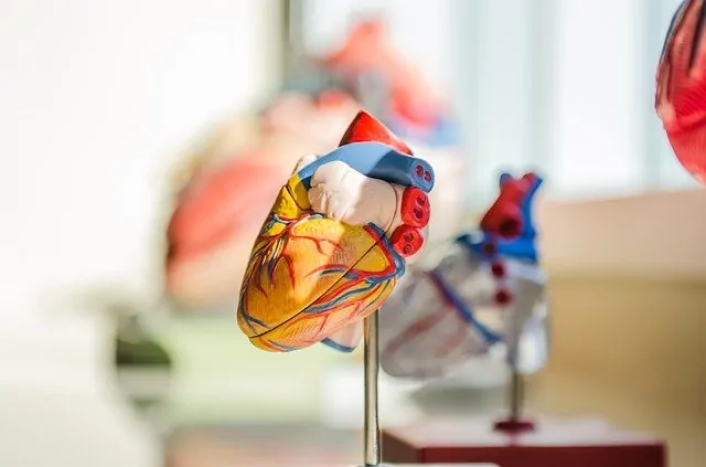 Hearth model from Medicine studies, to illustrate article about best countries to study medicine.