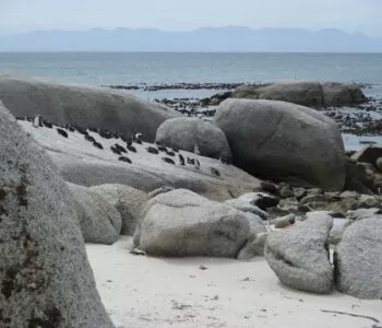 Penguins Boulders Beach - South Africa Honeymoon