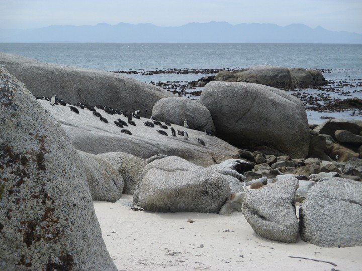 Penguins Boulders Beach - South Africa Honeymoon