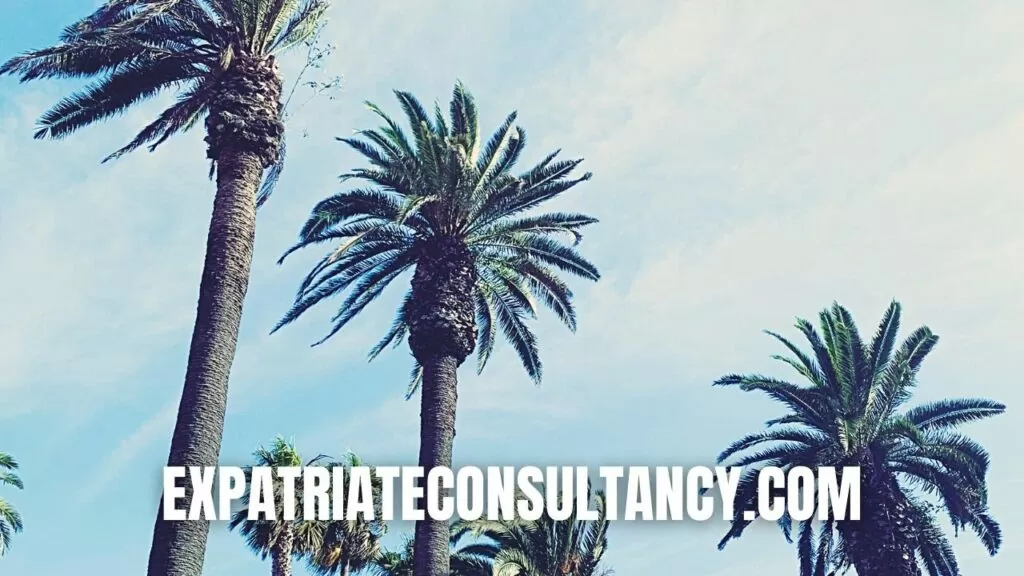 Coconut trees to illustrate article about Santa Rosa, California