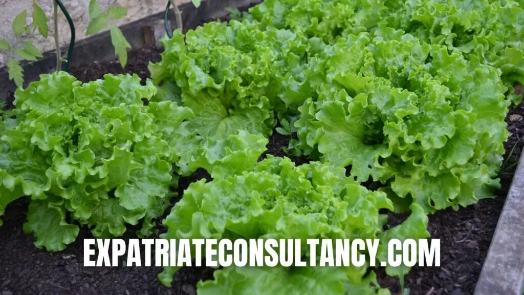 Image of a lettuce crop to illustrate why lettuce prices in Poland are high.