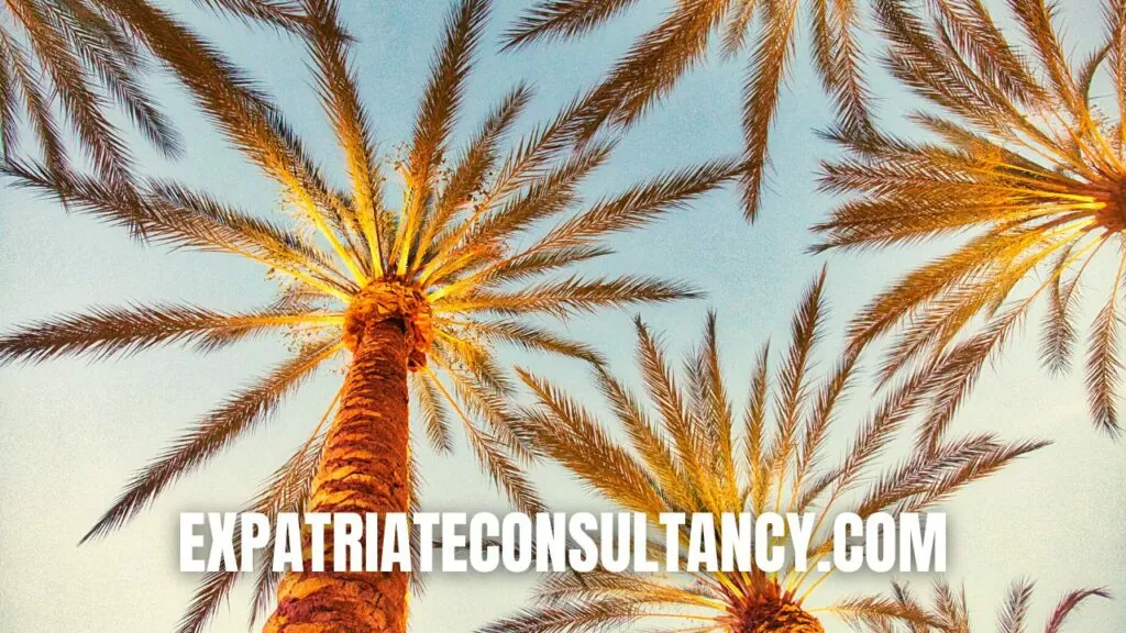 Palm trees for article about Huntington Beach, California