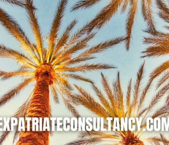 Palm trees for article about Huntington Beach, California