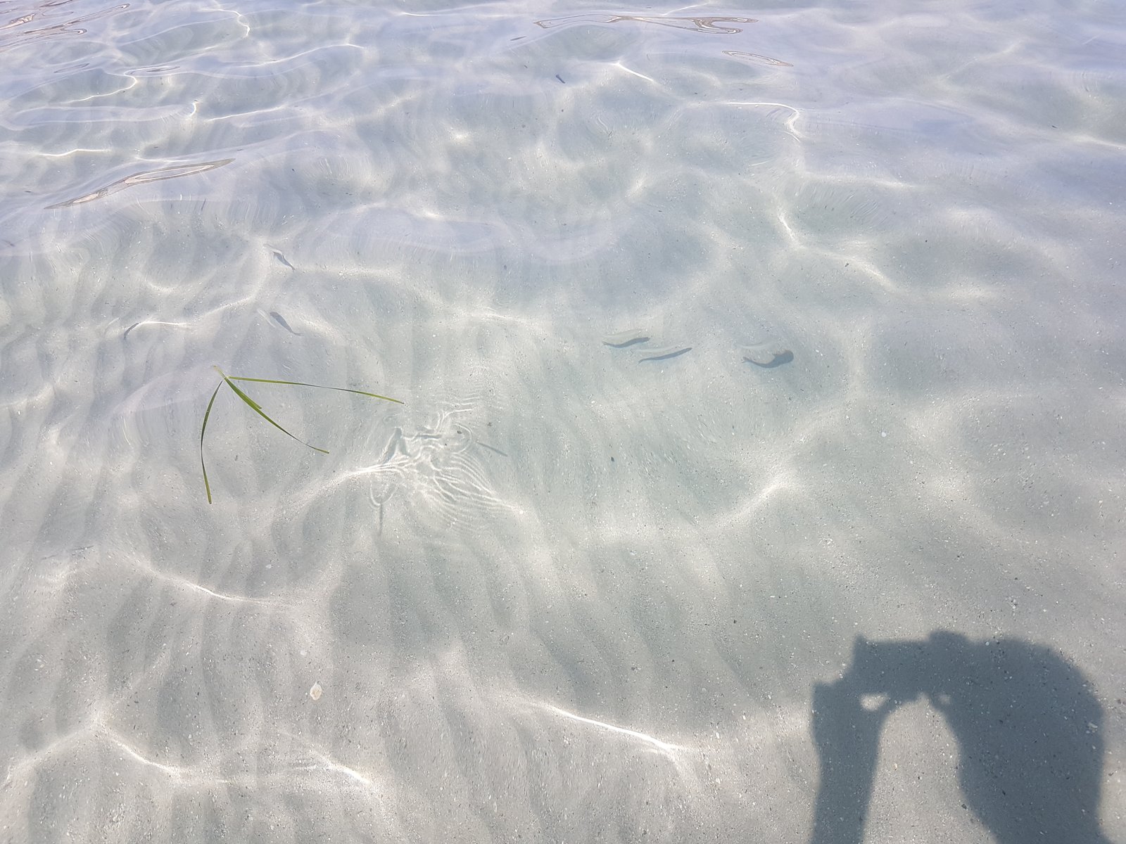 Crystal waters of Mellieha Beach. Photo by the author.