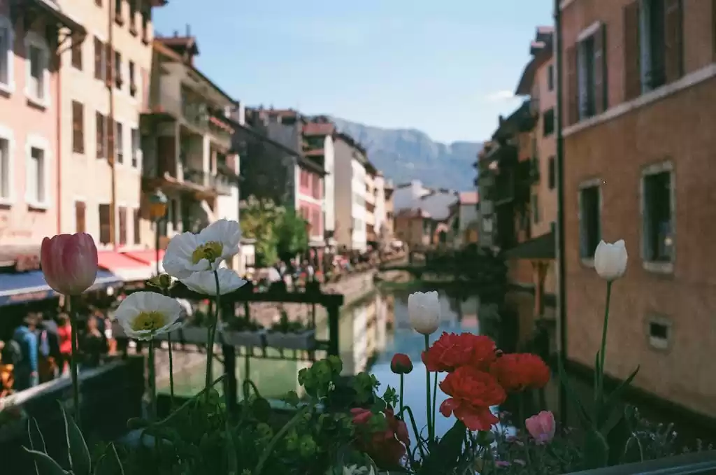 Blooming colorful flowers growing near water canal flowing between aged residential houses in town against mountain ridge on summer day