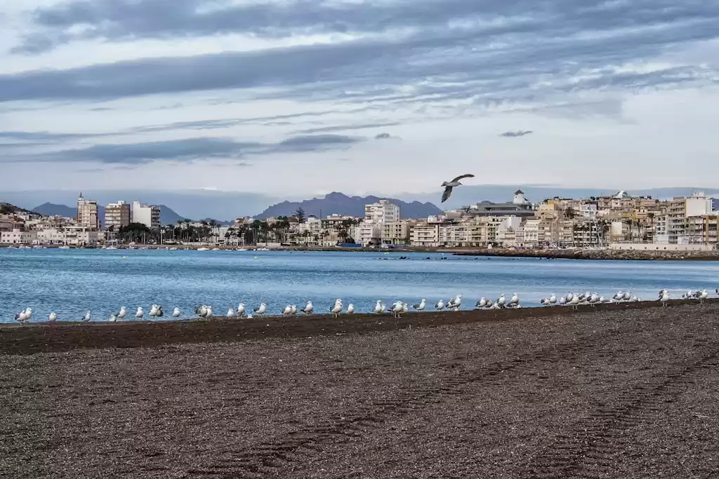 Seagulls perched on Águilas beach with the cityscape in the background under a cloudy sky.