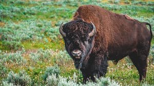 Close-up of a bison standing in a vibrant green pasture on a sunny day, for an analogy about leaving the UK