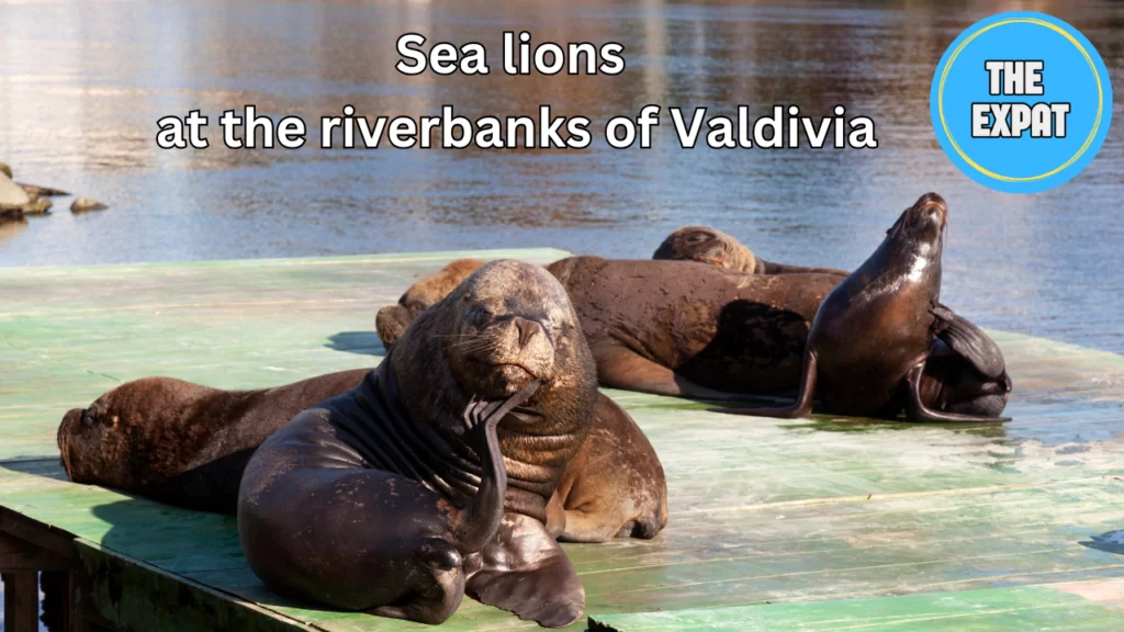 Valdivia (3)